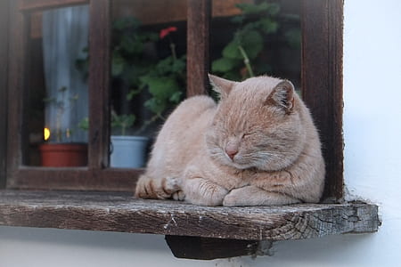 short-fur gray cat thumbnail