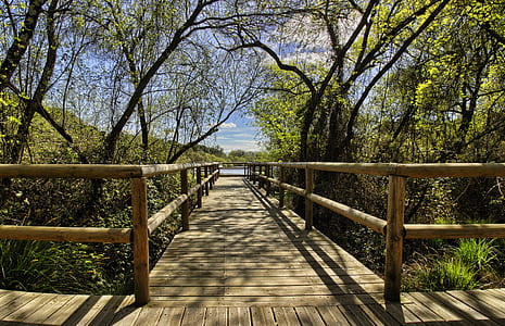 brown wooden dock between bush and trees thumbnail