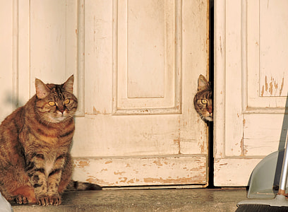 two silver tabby cats near white wooden door thumbnail