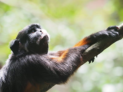 close up photography of primate on tree branch thumbnail