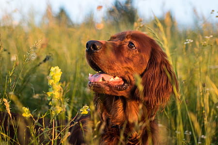 adult dark golden retriever on grass field during daytime thumbnail