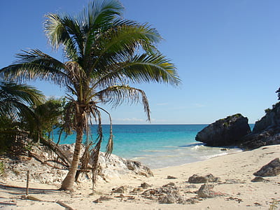 palm tree beside beach thumbnail