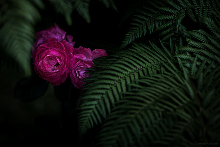 Garden thumbnail