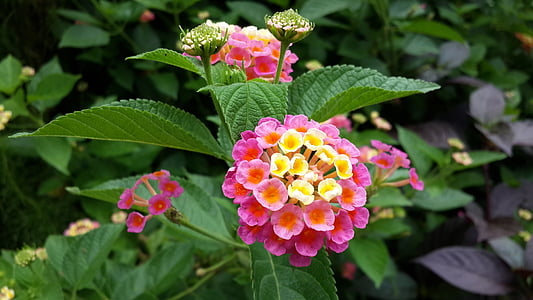 close up photography of pink and yellow lantana flowers thumbnail