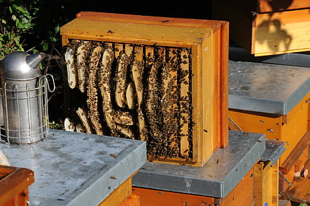 brown bee hive thumbnail