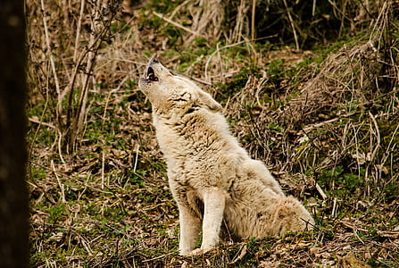 brown wolf howling thumbnail