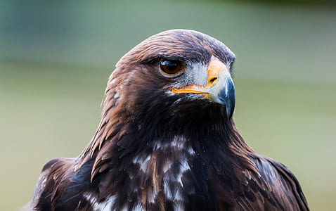 macro shirt of gray and black eagle thumbnail
