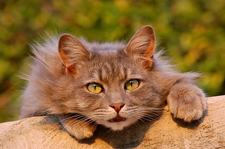 close up photography of silver tabby cat thumbnail