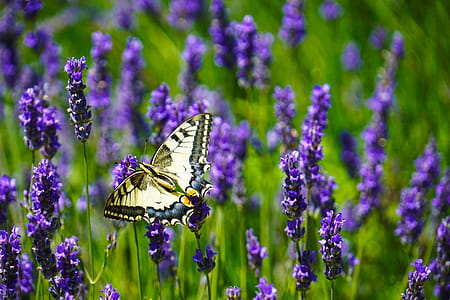 Close-Up Photography of Butterfly Perched on Lavender Flower thumbnail