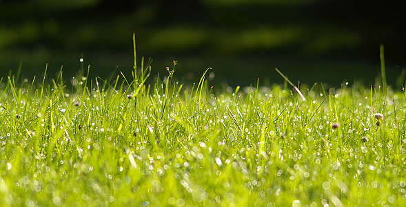 green grass field thumbnail
