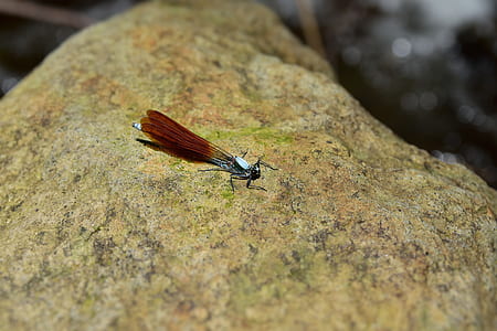 close-up photo of brown and beige damselfly on brown stone thumbnail