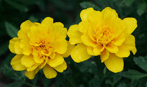 selective focus photography of two yellow flowers thumbnail