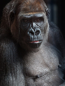 closeup photography of silver back gorilla thumbnail