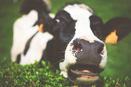 selective focus photo of cow's face thumbnail