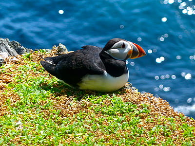 white and black puffin bird near body of water thumbnail