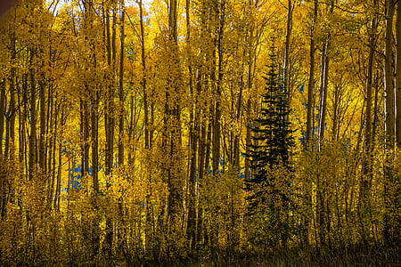 yellow leafed plants thumbnail