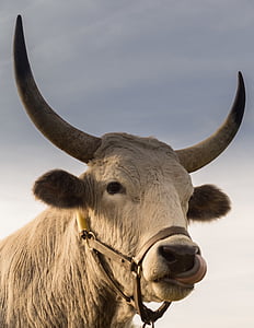 white cow wearing brown leather muzzle thumbnail