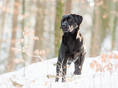 adult black Labrador retriever in forest thumbnail