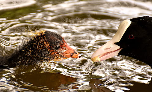 black and brown birds thumbnail
