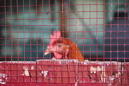 red rooster near wire screen thumbnail