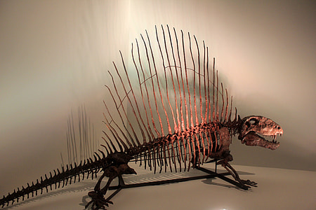 brown dinosaur skeleton on white surface thumbnail