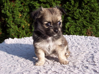 black and fawn puppy sits on mat near green grass plant at daytime thumbnail