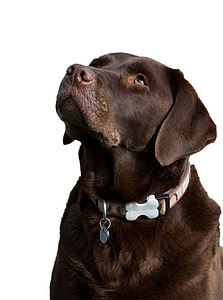 adult chocolate Labrador retriever thumbnail