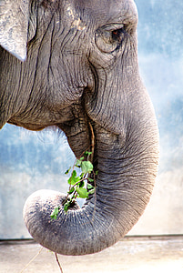 gray elephant eating green grass thumbnail