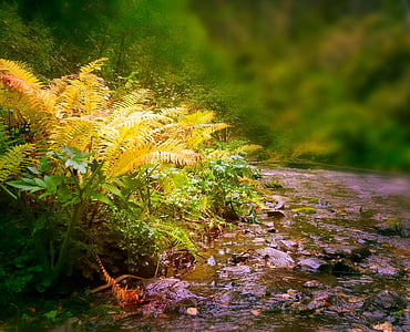 selective focus of Boston fern plants thumbnail