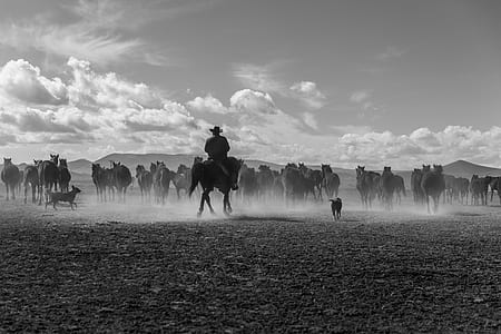 grayscale photo of man riding on horse thumbnail