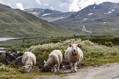 three sheep on road thumbnail