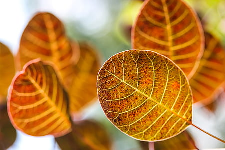 summer, pattern, texture, plant thumbnail