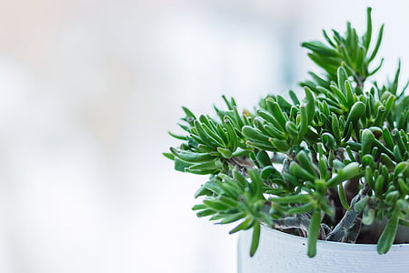 green leafed plants thumbnail