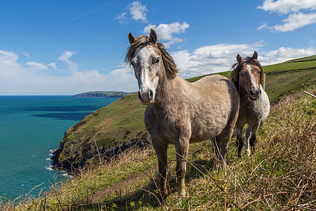two brown horses on hill near body of water thumbnail