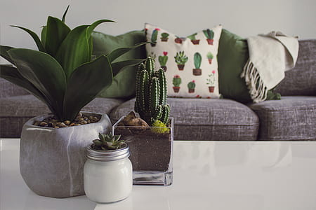 cactus plant on white wooden table thumbnail