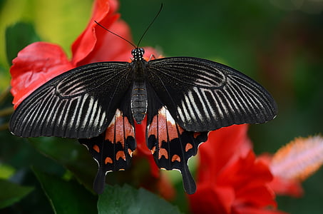 black and red butterfly on red petaled flower thumbnail