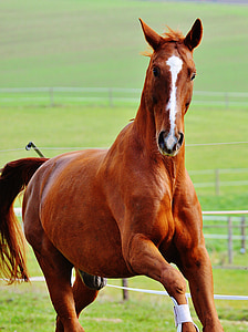 brown horse thumbnail