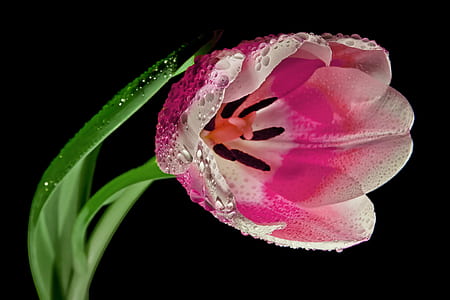 red and white petaled flower plant thumbnail