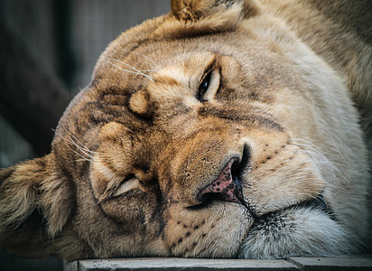 closeup photo of lion thumbnail