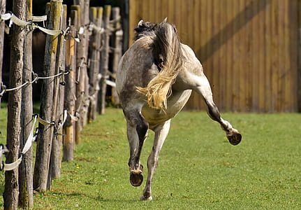 white horse thumbnail