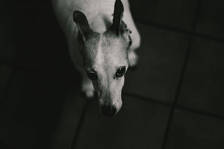 grayscale photography of dog thumbnail