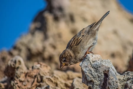 macro photography of brown bird thumbnail