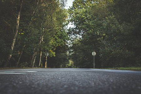 photo of green and brown trees near road at daytime thumbnail