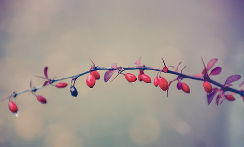selective focus photography of red fruit thumbnail