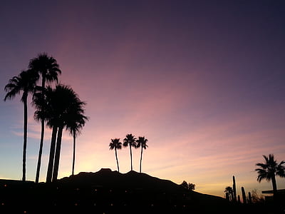 silhouette of palm trees thumbnail