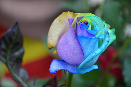 close-up of blue and purple rose thumbnail