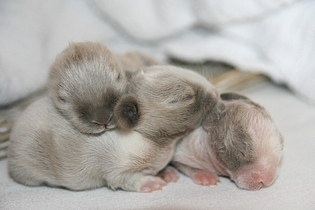 three gray animals on white textile thumbnail