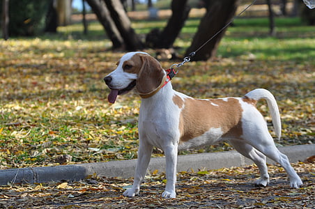 adult white and lemon beagle on road near the tree outdoor thumbnail
