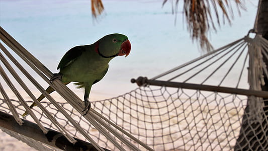 green rose-ringed parakeet perched on white hammock overlooking beach at daytime thumbnail