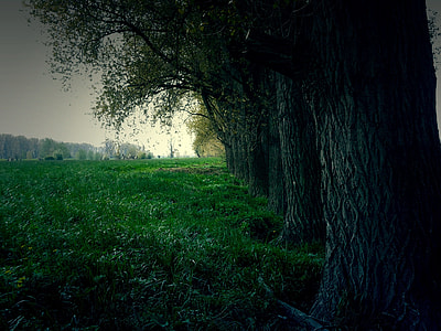 green leafed trees thumbnail